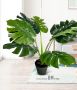 Artificial plant--70cm - Type 5(Monstera deliciosa)