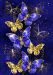 Diamond painting 40*50 cm - Butterfly (ZS105)