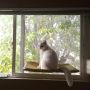 Hamak wiszący na okno dla kota - beżowy, rozm. 30x56 cm