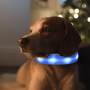 LED Dog Collar Night Flash Nylon BLUE XL