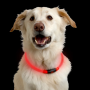 Obroża LED dla psa, obwód szyi 35cm - czerwona
