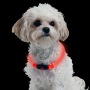 Obroża LED dla psa, obwód szyi 70cm - czerwona