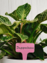 Plastic T-Type Plant Shrub Tree Seeds Tags Markers- Pink