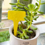Plastic T-Type Plant Shrub Tree Seeds Tags Markers- Yellow