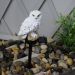Solar owl plug-in lamp Garden white